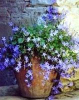 naturel pot met lila bloemetjes