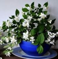blauwe pot met witte bloemetjes