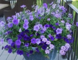 blauwe pot met paars blauwe bloemen