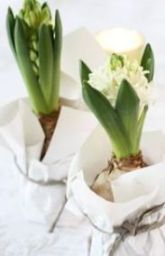 hyacinthen