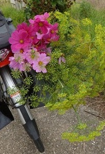 'fietstassen met bloemeno'