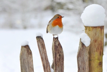 roodborstje in de sneeuw