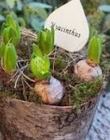 hyacinten in een pot